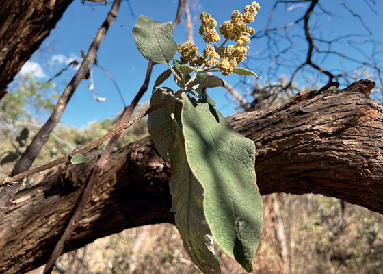 __wf_reserved_inherit