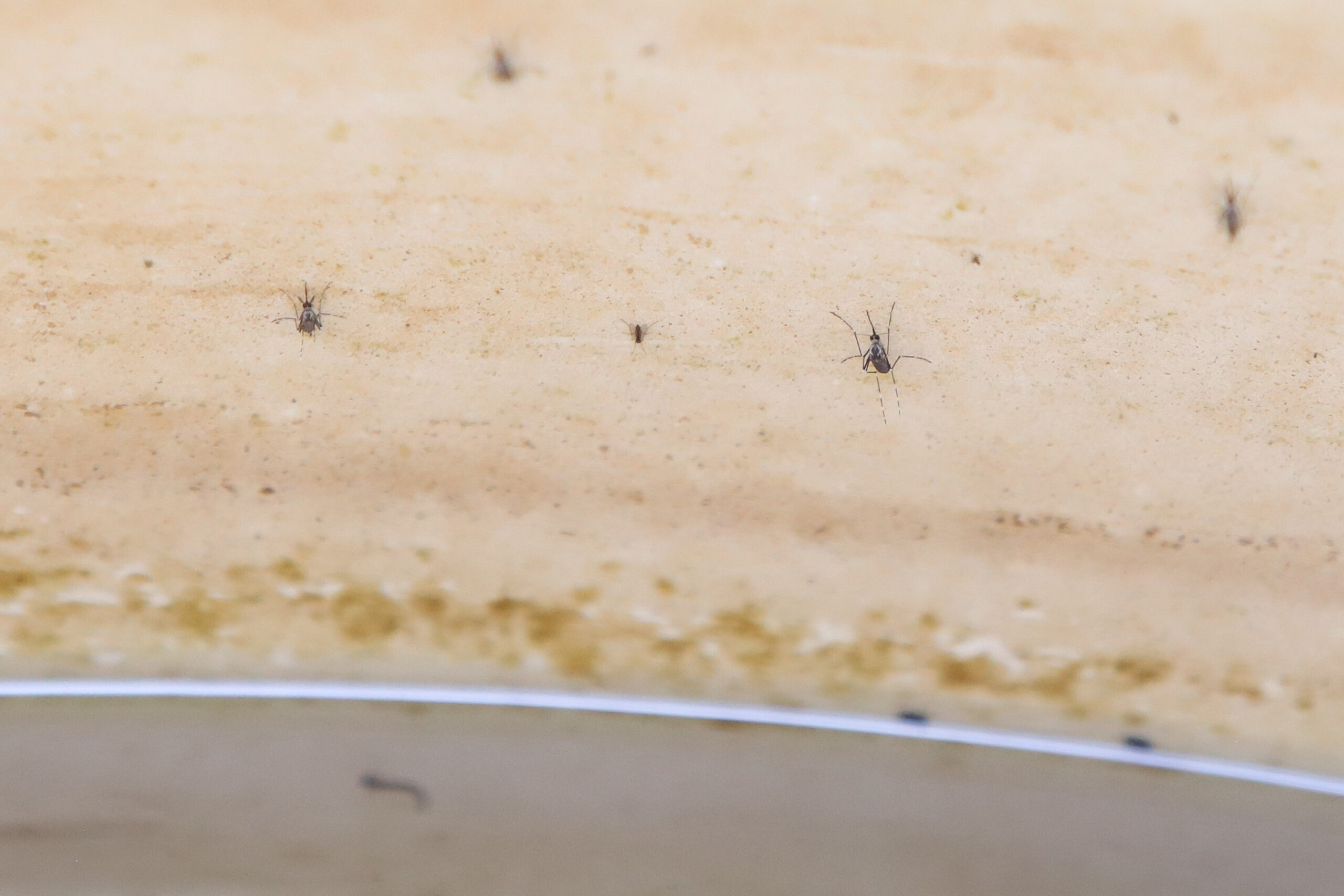 __wf_reserved_inherit