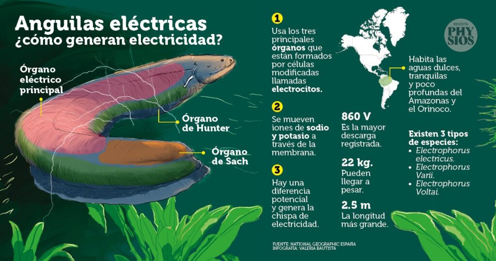 anguila eléctrica