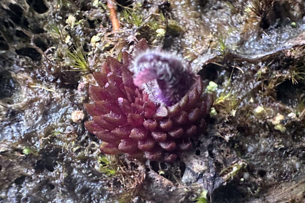 planta carnivora